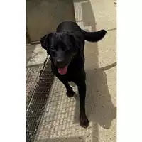 Foto dell\'animale cane - Matr. 2023/1207 - Microchip 380260101846425