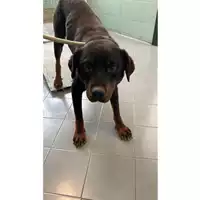Foto dell\'animale cane - Matr. 2023/1208 - Microchip 380260101846732