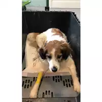 Foto dell\'animale cane - Matr. 2023/1215 - Microchip 380260044730350