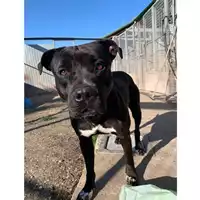 Foto dell\'animale cane - Matr. 2023/1228 - Microchip 380260170114955