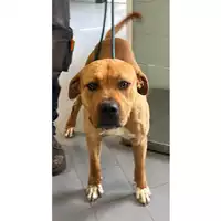 Foto dell\'animale cane - Matr. 2023/1229 - Microchip 380260044730230