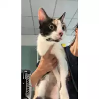 Foto dell\'animale gatto - Matr. 2023/1230 - Microchip 380260044731122