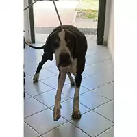 Foto dell\'animale cane - Matr. 2023/1239 - Microchip 380260101763667