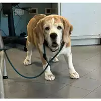 Foto dell\'animale cane - Matr. 2023/1240 - Microchip 380260070121730