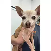 Foto dell\'animale cane - Matr. 2023/1248 - Microchip 380260045015824