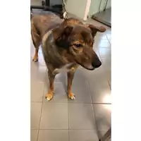 Foto dell\'animale cane - Matr. 2023/1259 - Microchip 380260044040628