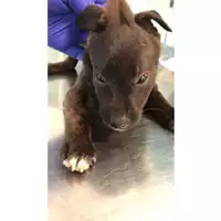 cane - Matr. 2023/1257 - Microchip 380260045015746