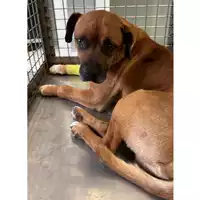 Foto dell\'animale cane - Matr. 2023/1255 - Microchip 380260044748171