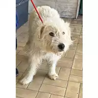 Foto dell\'animale cane - Matr. 2023/1258 - Microchip 380260045016398