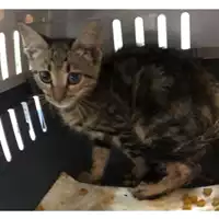Foto dell\'animale gatto - Matr. 2023/1261 - Microchip 380260045016054