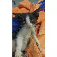 Foto dell\'animale gatto - Matr. 2023/1265 - Microchip 380260045016164