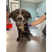 Foto dell\'animale cane - Matr. 2023/1267 - Microchip 380260045016249