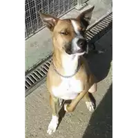 cane - Matr. 2017/1280 - Microchip 380260043156447
