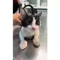 Foto dell\'animale gatto - Matr. 2023/1272 - Microchip 380260045020712