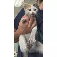Foto dell\'animale gatto - Matr. 2023/1276 - Microchip 380260045021118