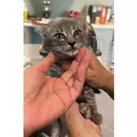Foto dell\'animale gatto - Matr. 2023/1277 - Microchip 380260045020759