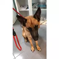 Foto dell\'animale cane - Matr. 2023/1279 - Microchip 616093200547502