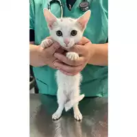 Foto dell\'animale gatto - Matr. 2023/1291 - Microchip 380260045016040