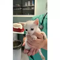 Foto dell\'animale gatto - Matr. 2023/1289 - Microchip 380260045016144