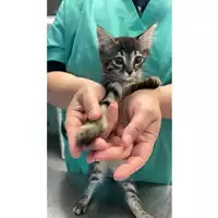 Foto dell\'animale gatto - Matr. 2023/1287 - Microchip 380260045020821