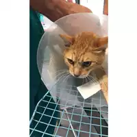 Foto dell\'animale gatto - Matr. 2023/1299 - Microchip 380260045072274