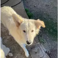 Foto dell\'animale cane - Matr. 2023/1309 - Microchip 380260045072298