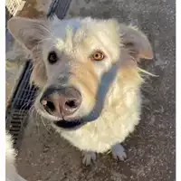 Foto dell\'animale cane - Matr. 2023/1312 - Microchip 380260045071630