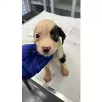 Foto dell\'animale cane - Matr. 2023/1308 - Microchip 380260045016098