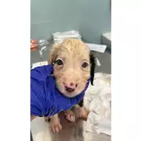 Foto dell\'animale cane - Matr. 2023/1311 - Microchip 380260045016119