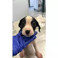 Foto dell\'animale cane - Matr. 2023/1313 - Microchip 380260045016212