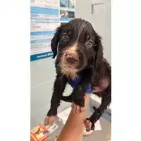 Foto dell\'animale cane - Matr. 2023/1315 - Microchip 380260045015865