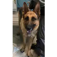 Foto dell\'animale cane - Matr. 2017/1283 - Microchip 380260043268624