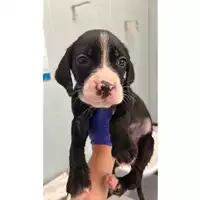 Foto dell\'animale cane - Matr. 2023/1318 - Microchip 380260045015557