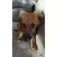 Foto dell\'animale cane - Matr. 2023/1283 - Microchip 380260045072380