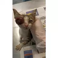 Foto dell\'animale gatto - Matr. 2023/1303 - Microchip 380260045072313