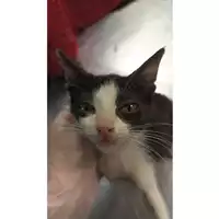 Foto dell\'animale gatto - Matr. 2023/1305 - Microchip 380260045072392