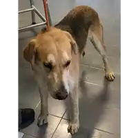 Foto dell\'animale cane - Matr. 2017/1285 - Microchip 380260043285128
