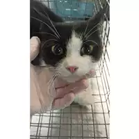 Foto dell\'animale gatto - Matr. 2023/1319 - Microchip 380260045072015