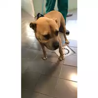 Foto dell\'animale cane - Matr. 2023/1320 - Microchip 380260101747014