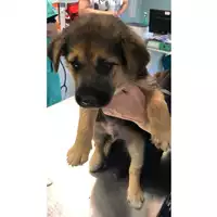 Foto dell\'animale cane - Matr. 2023/1325 - Microchip 380260045071901