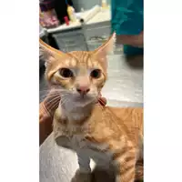 Foto dell\'animale gatto - Matr. 2023/1328 - Microchip 380260045072355