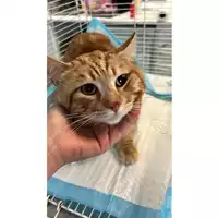 Foto dell\'animale gatto - Matr. 2023/1329 - Microchip 380260045072346