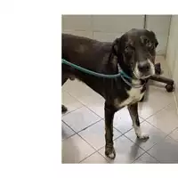 Foto dell\'animale cane - Matr. 2013/0624 - Microchip 380260000984180