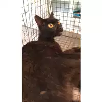 Foto dell\'animale gatto - Matr. 2023/1332 - Microchip 380260044747184
