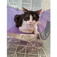 Foto dell\'animale gatto - Matr. 2023/1333 - Microchip 380260044747731