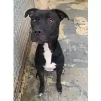 Foto dell\'animale cane - Matr. 2023/1334 - Microchip 380260044730961