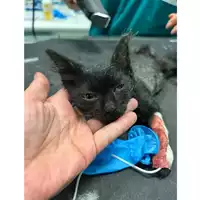 Foto dell\'animale gatto - Matr. 2023/1335 - Microchip 380260045021313