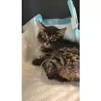 Foto dell\'animale gatto - Matr. 2023/1339 - Microchip 380260044730767