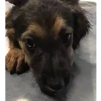Foto dell\'animale cane - Matr. 2017/1286 - Microchip 380260043285390