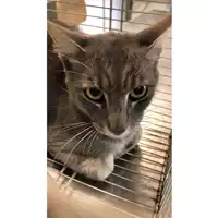 Foto dell\'animale gatto - Matr. 2023/1342 - Microchip 380260044730965